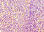 Immunohistochemistry of paraffin-embedded human tonsil tissue using CAC10671 at dilution of 1:100