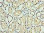 Immunohistochemistry of paraffin-embedded human kidney tissue using CAC10675 at dilution of 1:100