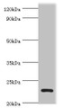 Western blot; All lanes: APOBEC3C antibody at 3µg/ml + K562 whole cell lysate; Secondary; Goat polyclonal to rabbit IgG at 1/10000 dilution; Predicted band size: 23 kDa; Observed band size: 23 kDa;