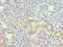 Immunohistochemistry of paraffin-embedded human pancreatic tissue using CAC10692 at dilution of 1:100