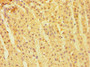 Immunohistochemistry of paraffin-embedded human adrenal gland tissue using CAC10697 at dilution of 1:100