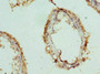 Immunohistochemistry of paraffin-embedded human testis tissue using CAC10708 at dilution of 1:100