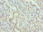 Immunohistochemistry of paraffin-embedded human pancreatic tissue using CAC10709 at dilution of 1:100