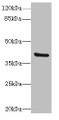 Western blot; All lanes: TMOD4antibody at 4.85µg/ml + Mouse muscle tissue; Secondary; Goat polyclonal to rabbit IgG at 1/10000 dilution; Predicted band size: 40, 32 kDa; Observed band size: 40 kDa;