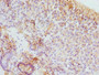 Immunohistochemistry of paraffin-embedded human pancreatic tissue using CAC10716 at dilution of 1:100
