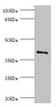 Western blot; All lanes: LEFTY2 antibody at 2µg/ml + A431 whole cell lysate; Secondary; Goat polyclonal to rabbit IgG at 1/10000 dilution; Predicted band size: 41, 38 kDa; Observed band size: 41 kDa;