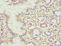 Immunohistochemistry of paraffin-embedded human small intestine tissue using CAC10729 at dilution of 1:100 Immunohistochemistry of paraffin-embedded human small intestine tissue using CAC10729 at dilution of 1:100