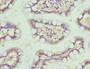 Immunohistochemistry of paraffin-embedded human small intestine tissue using CAC10736 at dilution of 1:100
