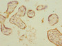Immunohistochemistry of paraffin-embedded human placenta tissue using CAC10737 at dilution of 1:100