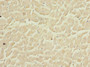 Immunohistochemistry of paraffin-embedded human heart tissue using CAC10740 at dilution of 1:100