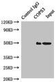 Immunoprecipitating COPS3 in Hela whole cell lysate; , Lane 1: Rabbit control IgG instead of (1µg) instead in Hela whole cell lysate. For western blotting, a HRP-conjugated anti-rabbit IgG, specific to the non-reduced form of IgG was used as the Secondary antibody (1/50000); , Lane 2: CAC10740 (4µg) + Hela whole cell lysate (500µg); , Lane 3: Hela whole cell lysate (20µg)