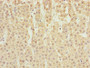 Immunohistochemistry of paraffin-embedded human adrenal gland tissue using CAC10751 at dilution of 1:100