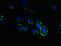 Immunofluorescent analysis of MCF-7 cells using CAC10754 at dilution of 1:100 and Alexa Fluor 488-congugated AffiniPure Goat Anti-Rabbit IgG(H+L)