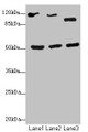 Western blot; All lanes: NFIL3antibody at 2.79µg/ml; Lane 1: HepG2 whole cell lysate; Lane 2: 293T whole cell lysate; Lane 3: Hela whole cell lysate; Secondary; Goat polyclonal to rabbit IgG at 1/10000 dilution; Predicted band size: 51 kDa; Observed band size: 51, 90 kDa;