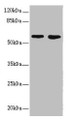 Western blot; All lanes: FLVCR2 antibody at 0.83µg/ml; Lane 1: A549 whole cell lysate; Lane 2: Mouse lung tissue; Secondary; Goat polyclonal to rabbit IgG at 1/10000 dilution; Predicted band size: 58, 36 kDa; Observed band size: 58 kDa