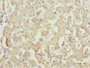 Immunohistochemistry of paraffin-embedded human liver tissue using CAC10767 at dilution of 1:100