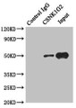 Immunoprecipitating CSNK1G2 in Hela whole cell lysate; , Lane 1: Rabbit control IgG instead of (1µg) instead in Hela whole cell lysate., For western blotting, a HRP-conjugated anti-rabbit IgG, specific to the non-reduced form of IgG was used the Secondary antibody (1/50000); , Lane 2: CAC10771 (4µg) + Hela whole cell lysate (500µg); , Lane 3: Hela whole cell lysate (20µg);