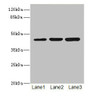 Western blot; All lanes: LFNGantibody at 4.43µg/ml; Lane 1: Mouse spleen tissue; Lane 2: K562 whole cell lysate; Lane 3: HL60 whole cell lysate; Secondary; Goat polyclonal to rabbit IgG at 1/10000 dilution; Predicted band size: 42, 29, 40, 36 kDa; Observed band size: 42 kDa;