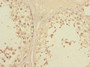 Immunohistochemistry of paraffin-embedded human testis tissue using CAC10775 at dilution of 1:100