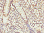 Immunohistochemistry of paraffin-embedded human small intestine tissue using CAC10779 at dilution of 1:100