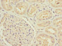 Immunohistochemistry of paraffin-embedded human kidney tissue using CAC10786 at dilution of 1:100