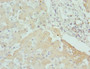 Immunohistochemistry of paraffin-embedded human liver tissue using CAC10789 at dilution of 1:100