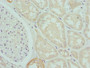 Immunohistochemistry of paraffin-embedded human kidney tissue using CAC10789 at dilution of 1:100