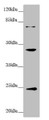 Western blot; All lanes: GNA15 antibody at 1.41 µg/ml + Mouse liver tissue; Secondary; Goat polyclonal to rabbit IgG at 1/10000 dilution; Predicted band size: 44 kDa; Observed band size: 44, 24, 72 kDa; Western blot; All lanes: GNA15 antibody at 1.41 µg/ml + Mouse liver tissue; Secondary; Goat polyclonal to rabbit IgG at 1/10000 dilution; Predicted band size: 44 kDa; Observed band size: 44, 24, 72 kDa;