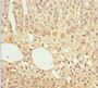 Immunohistochemistry of paraffin-embedded human adrenal gland tissue using CAC10792 at dilution of 1:100