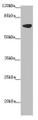 Western blot; All lanes: SLC34A1 antibody at 2.34 µg/ml + Mouse brain tissue; Secondary; Goat polyclonal to rabbit IgG at 1/10000 dilution; Predicted band size: 69, 37 kDa; Observed band size: 69 kDa;