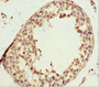Immunohistochemistry of paraffin-embedded human testis tissue using CAC10797 at dilution of 1:100