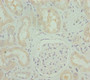 Immunohistochemistry of paraffin-embedded human kidney tissue using CAC10798 at dilution of 1:100