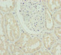 Immunohistochemistry of paraffin-embedded human kidney tissue using CAC10802 at dilution of 1:100
