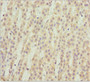 Immunohistochemistry of paraffin-embedded human adrenal gland tissue using CAC10807 at dilution of 1:100