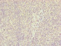 Immunohistochemistry of paraffin-embedded human tonsil tissue using CAC10814 at dilution of 1:100