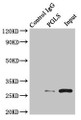Immunoprecipitating PGLS in U251 whole cell lysate; , Lane 1: Rabbit control IgG instead of (1µg) instead in U251 whole cell lysate. For western blotting, a HRP-conjugated light chain specific antibody was used as the Secondary antibody (1/50000); , Lane 2: CAC10819 (4µg) + U251 whole cell lysate (500µg); , Lane 3: U251 whole cell lysate (20µg)