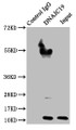 Immunoprecipitating DNAJC19 in Hela whole cell lysate; , Lane 1: Rabbit control IgG instead in Hela whole cell lysate. For western blotting, a HRP-conjugated Protein G antibody was used as the secondary antibody (1/2000); , Lane 2: CAC10822 (8µg) + Hela whole cell lysate (500µg); , Lane 3: Hela whole cell lysate (10µg)