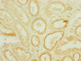 Immunohistochemistry of paraffin-embedded human kidney tissue using CAC10823 at dilution of 1:100