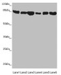 Western blot; All lanes: MFN1 antibody at 3.78µg/ml; Lane 1: Human placenta tissue; Lane 2: Mouse kidney tissue; Lane 3: NIH/3T3 whole cell lysate; Lane 4: Jurkat whole cell lysate; Lane 5: Hela whole cell lysate; Lane 6: K562 whole cell lysate; Secondary; Goat polyclonal to rabbit IgG at 1/10000 dilution; Predicted band size: 85, 42, 72 kDa; Observed band size: 85 kDa