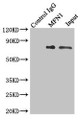Immunoprecipitating MFN1 in Jurkat whole cell lysate; , Lane 1: Rabbit control IgG instead of (1µg) instead in Jurkat whole cell lysate., For western blotting, a HRP-conjugated light chain specific antibody was used as the Secondary antibody (1/50000); , Lane 2: CAC10825 (4µg) + Jurkat whole cell lysate (500µg); , Lane 3: Jurkat whole cell lysate (20µg);