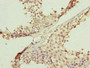 Immunohistochemistry of paraffin-embedded human testis tissue using CAC10830 at dilution of 1:100