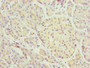 Immunohistochemistry of paraffin-embedded human pancreatic tissue using CAC10833 at dilution of 1:100