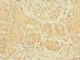 Immunohistochemistry of paraffin-embedded human kidney tissue using CAC10843 at dilution of 1:100