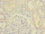 Immunohistochemistry of paraffin-embedded human kidney tissue using CAC10847 at dilution of 1:100