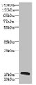 Western blot; All lanes: GADD45G antibody IgG at 5.39µg/ml + Rat heart tissue; Secondary; Goat polyclonal to rabbit IgG at 1/10000 dilution; Predicted band size: 17 kDa; Observed band size: 17 kDa;