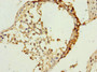 Immunohistochemistry of paraffin-embedded human testis tissue using CAC10859 at dilution of 1:100