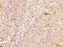 Immunohistochemistry of paraffin-embedded human tonsil tissue using CAC10862 at dilution of 1:100