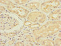 Immunohistochemistry of paraffin-embedded human kidney tissue using CAC10865 at dilution of 1:100