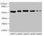 Western blot; All lanes: GIPR antibody at 5.89µg/ml; Lane 1: Rat heart tissue; Lane 2: Mouse brain tissue; Lane 3: Hela whole cell lysate; Lane 4: A549 whole cell lysate; Lane 5: HL60 whole cell lysate; Secondary; Goat polyclonal to rabbit IgG at 1/10000 dilution; Predicted band size: 54, 49, 50 kDa; Observed band size: 54 kDa; Western blot; All lanes: GIPR antibody at 5.89µg/ml; Lane 1: Rat heart tissue; Lane 2: Mouse brain tissue; Lane 3: Hela whole cell lysate; Lane 4: A549 whole cell lysate; Lane 5: HL60 whole cell lysate; Secondary; Goat polyclonal to rabbit IgG at 1/10000 dilution; Predicted band size: 54, 49, 50 kDa; Observed band size: 54 kDa;