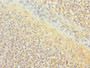 Immunohistochemistry of paraffin-embedded human tonsil tissue using CAC10880 at dilution of 1:100